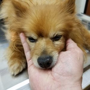 Meet your Posher, Luis